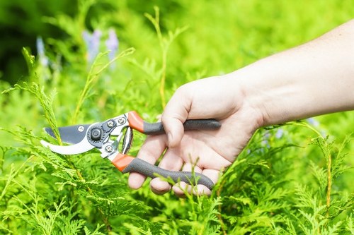 A close-up view of a gardener's hand using a pair of ergonomic pruning shears with black and orange handles to trim a lush, green hedge in a well-maintained backyard. The hedge is dense and vibrant, with small, finely textured leaves, and the trimming is part of regular garden maintenance. Behind the hedge, there is a background of grass, soil, and other foliage with natural daylight highlighting the healthy garden environment. The outdoor space appears tidy and well-kept, reflecting professional gardening services available in Peckham, London, as indicated by the website domain. The scene captures the careful attention to detail involved in hedge trimming and outdoor garden upkeep, emphasizing the importance of landscaping and garden care for residential properties, including lawn areas, shrubbery, and boundary hedges.